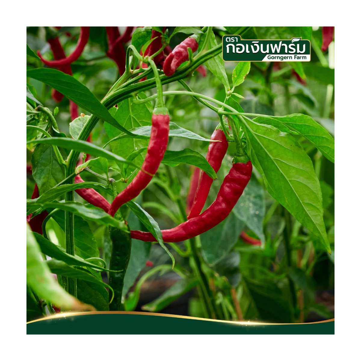 100g Dried Chili Pepper Thai Hot Spice Spicy Gorngern K