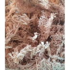 Spagmoss Sphagnum Moss Plant Orchid Cactus Water Holding Besgrow 150G (12L) K