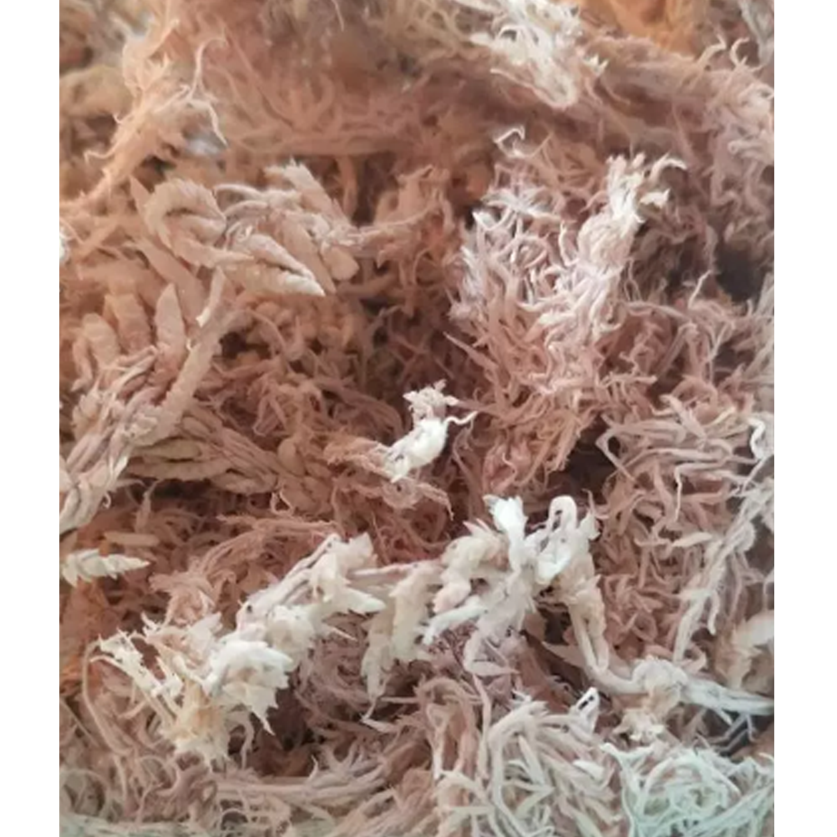 Spagmoss Sphagnum Moss Plant Orchid Cactus Water Holding Besgrow 150G (12L) K