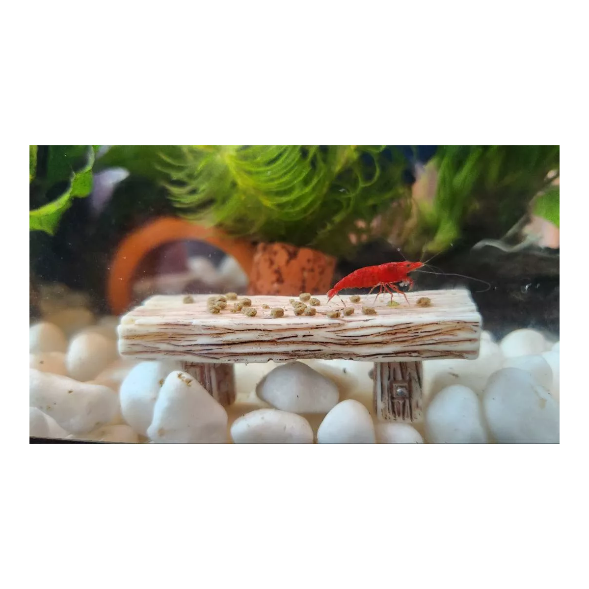 10g Hikari Shrimp Cuisine Food Redbee Shrimp Crystal Red Bee Shrimp Bishurinpu K