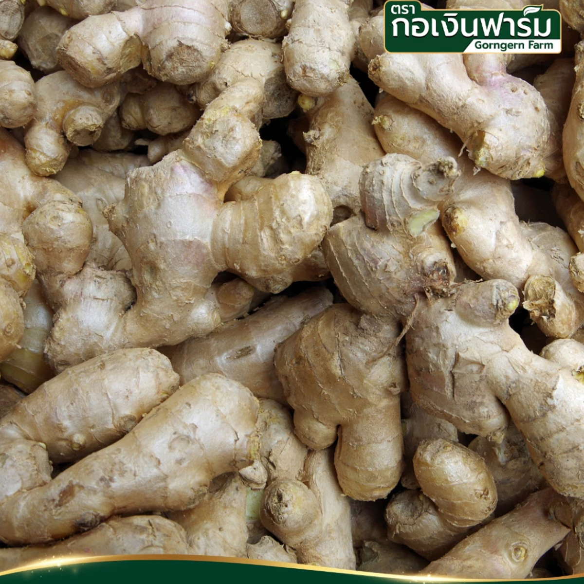 300g Dried Ginger 100% for Cooking Seasoning Spice Drinks Tea Gorngern K