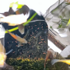 35g Hikari Tropical Vibra Bites for Tropical Fish Worm Like Shape K