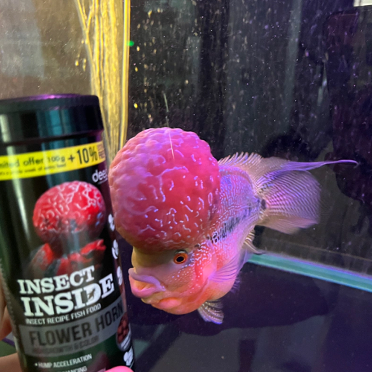 100g Flowerhorn Fischfutter Protein-Formel Insektenwachstum Farbvertiefer K